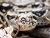 Keeping Yourself Safe From Snakes